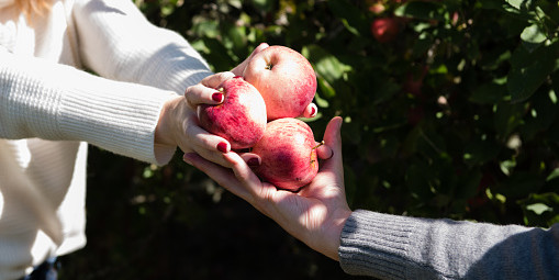 Cropped shot of woman handing picked apples to man in organic farm orchard
